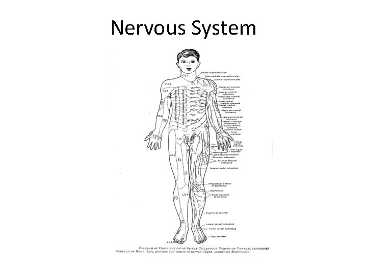 Nervous System 