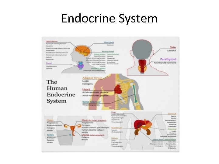 Endocrine System 