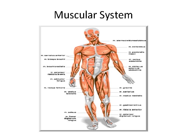 Muscular System 