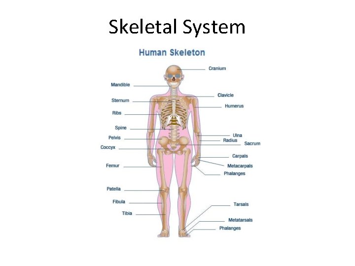 Skeletal System 