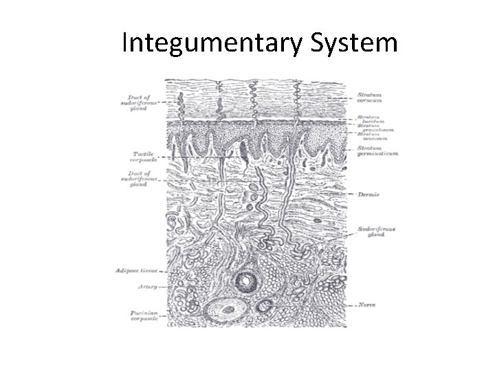 Integumentary System 