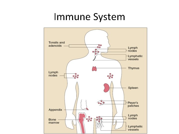 Immune System 