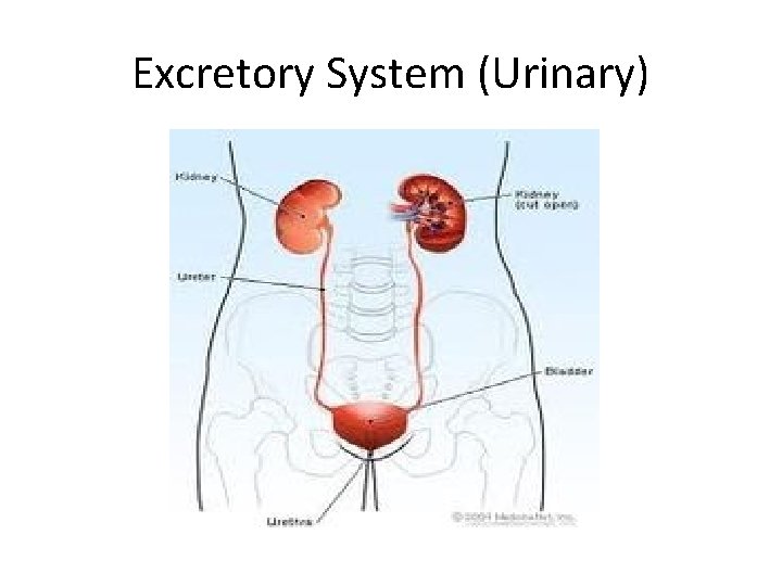 Excretory System (Urinary) 