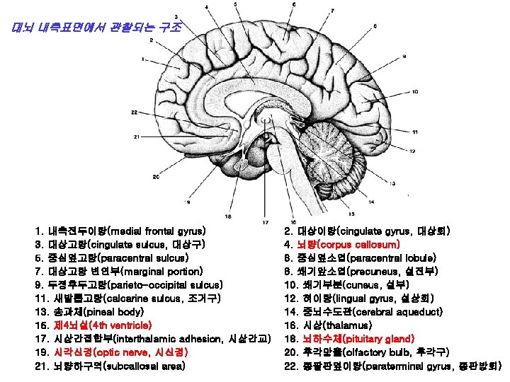 대뇌 내측표면에서 관찰되는 구조 1. 내측전두이랑(medial frontal gyrus) 3. 대상고랑(cingulate sulcus, 대상구) 5. 중심옆고랑(paracentral