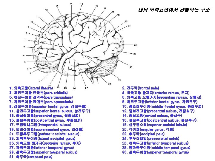 대뇌 외측표면에서 관찰되는 구조 1. 외측고랑(lateral fissure) 3. 하전두이랑 안와부(pars orbitalis) 5. 하전두이랑 삼각부(pars