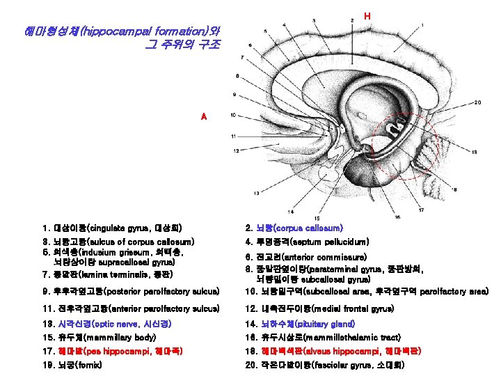 H 해마형성체(hippocampal formation)와 그 주위의 구조 A 1. 대상이랑(cingulate gyrus, 대상회) 2. 뇌량(corpus callosum)