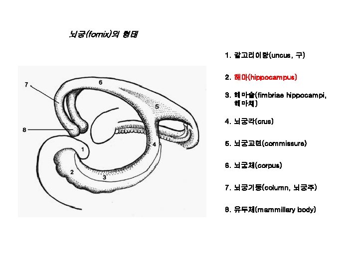 뇌궁(fornix)의 형태 1. 갈고리이랑(uncus, 구) 2. 해마(hippocampus) 3. 해마술(fimbriae hippocampi, 해마채) 4. 뇌궁각(crus) 5.