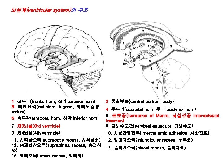 뇌실계(ventricular system)의 구조 1. 전두각(frontal horn, 전각 anterior horn) 3. 측면삼각(collateral trigone, 외측뇌실방 atrium)