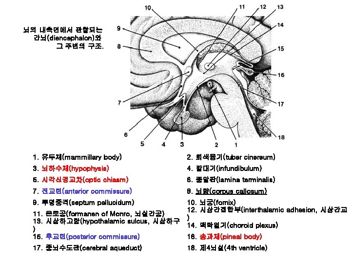 뇌의 내측면에서 관찰되는 간뇌(diencephalon)와 그 주변의 구조. 1. 유두체(mammillary body) 2. 회색융기(tuber cinereum) 3.