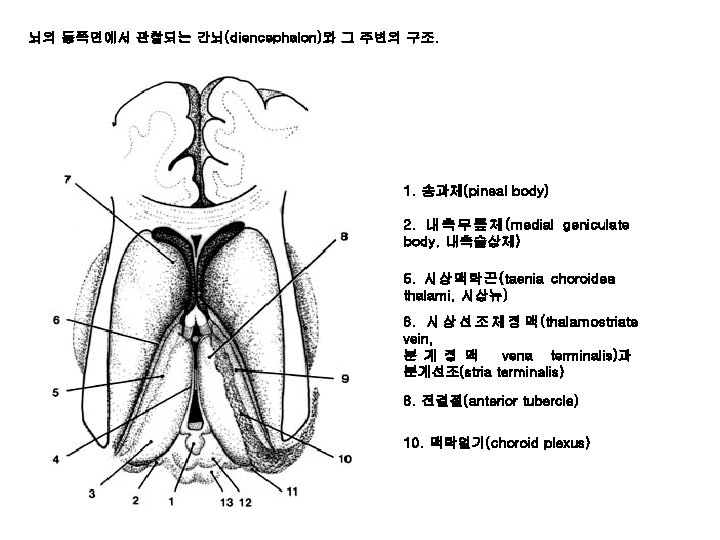 뇌의 등쪽면에서 관찰되는 간뇌(diencephalon)와 그 주변의 구조. 1. 송과체(pineal body) 2. 내 측 무