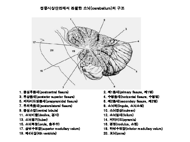 정중시상단면에서 관찰한 소뇌(cerebellum)의 구조 1. 중심후틈새(postcentral fissure) 3. 후상틈새(posterior superior fissure) 5. 피라미드앞틈새(prepyramidal fissure)