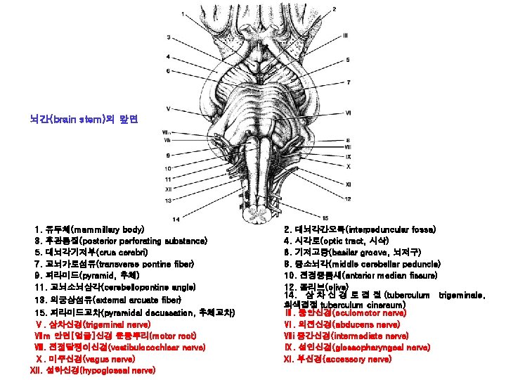뇌간(brain stem)의 앞면 1. 유두체(mammillary body) 3. 후관통질(posterior perforating substance) 5. 대뇌각기저부(crus cerebri) 7.