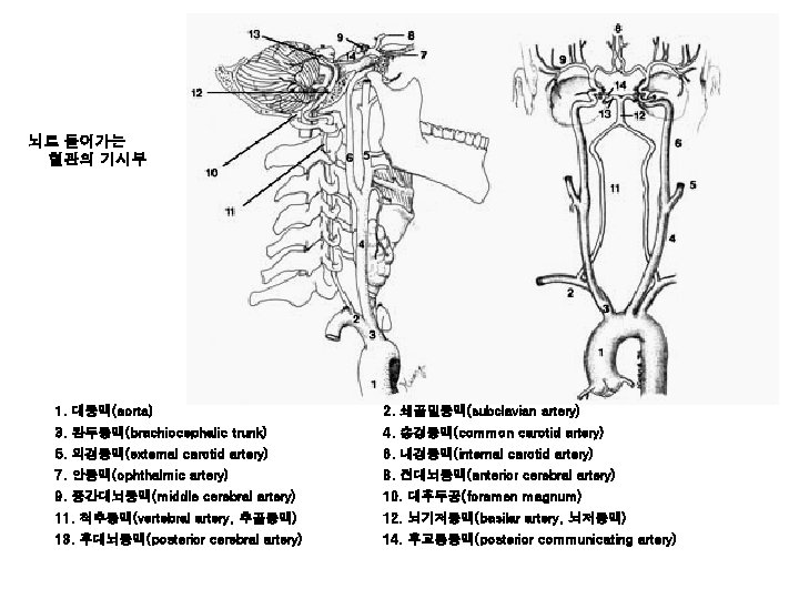 뇌로 들어가는 혈관의 기시부 1. 대동맥(aorta) 2. 쇄골밑동맥(subclavian artery) 3. 완두동맥(brachiocephalic trunk) 4. 총경동맥(common