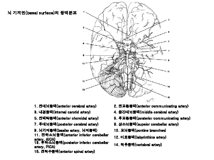 뇌 기저면(basal surface)의 동맥분포 1. 전대뇌동맥(anterior cerebral artery) 2. 전교통동맥(anterior communicating artery) 3. 내경동맥(internal
