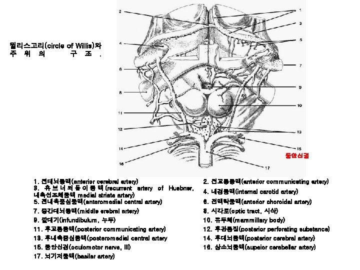 윌리스고리(circle of Willis)와 주 위 의 구 조. 동안신경 1. 전대뇌동맥(anterior cerebral artery) 3.