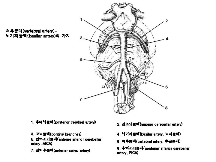 척추동맥(vertebral artery)뇌기저동맥(basilar artery)의 가지 1. 후대뇌동맥(posterior cerebral artery) 3. 교뇌동맥(pontine branches) 5. 전하소뇌동맥(anterior inferior