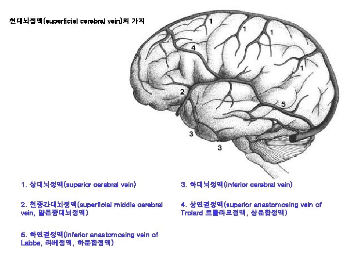 천대뇌정맥(superficial cerebral vein)의 가지 1. 상대뇌정맥(superior cerebral vein) 3. 하대뇌정맥(inferior cerebral vein) 2. 천중간대뇌정맥(superficial