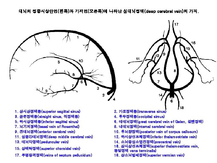 대뇌의 정중시상단면(왼쪽)과 기저면(오른쪽)에 나타난 심대뇌정맥(deep cerebral vein)의 가지. 1. 상시상정맥동(superior sagittal sinus) 3. 곧은정맥동(straight