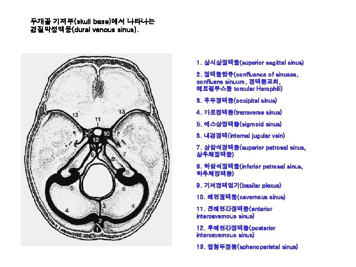 두개골 기저부(skull base)에서 나타나는 경질막정맥동(dural venous sinus). 1. 상시상정맥동(superior sagittal sinus) 2. 정맥동합류(confluence of