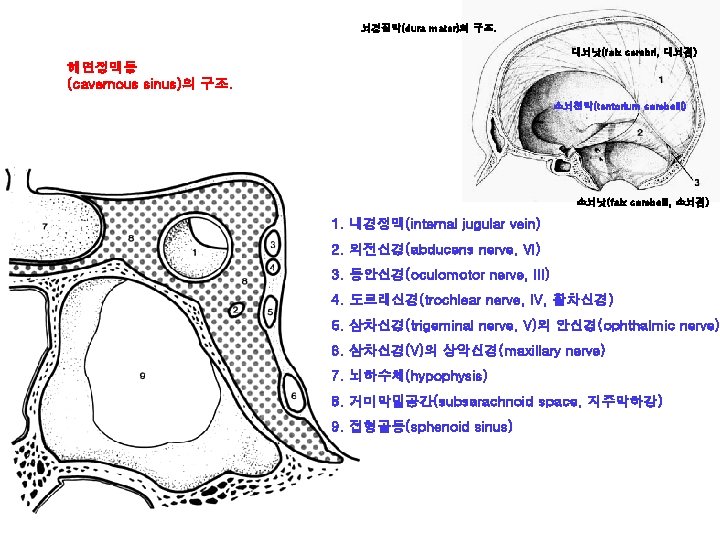뇌경질막(dura mater)의 구조. 대뇌낫(falx cerebri, 대뇌겸) 해면정맥동 (cavernous sinus)의 구조. 소뇌천막(tentorium cerebelli) 소뇌낫(falx cerebelli,