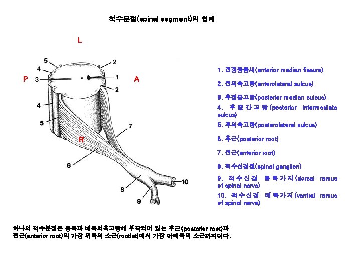 척수분절(spinal segment)의 형태 L 1. 전정중틈새(anterior median fissure) P A 2. 전외측고랑(anterolateral sulcus) 3.