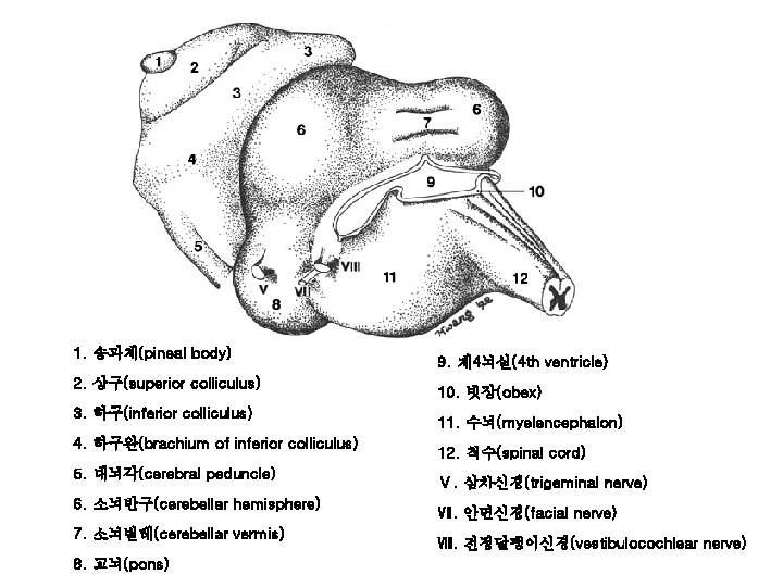 1. 송과체(pineal body) 2. 상구(superior colliculus) 3. 하구(inferior colliculus) 4. 하구완(brachium of inferior colliculus)