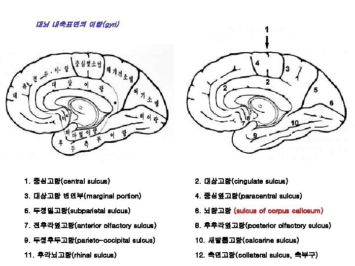 대뇌 내측표면의 이랑(gyri) 1. 중심고랑(central sulcus) 2. 대상고랑(cingulate sulcus) 3. 대상고랑 변연부(marginal portion) 4.