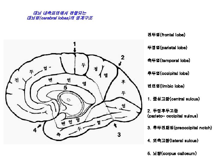 대뇌 내측표면에서 관찰되는 대뇌엽(cerebral lobes)의 경계구조 전두엽(frontal lobe) 두정엽(parietal lobe) 측두엽(temporal lobe) 후두엽(occipital lobe)