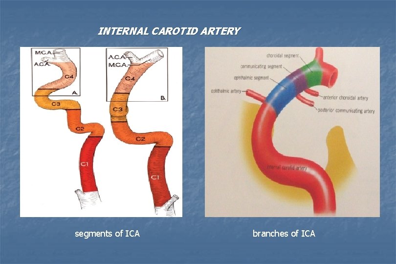 INTERNAL CAROTID ARTERY segments of ICA branches of ICA 