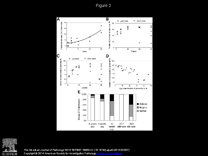 Figure 2 The American Journal of Pathology 2014 1841957 -1966 DOI: (10. 1016/j. ajpath.