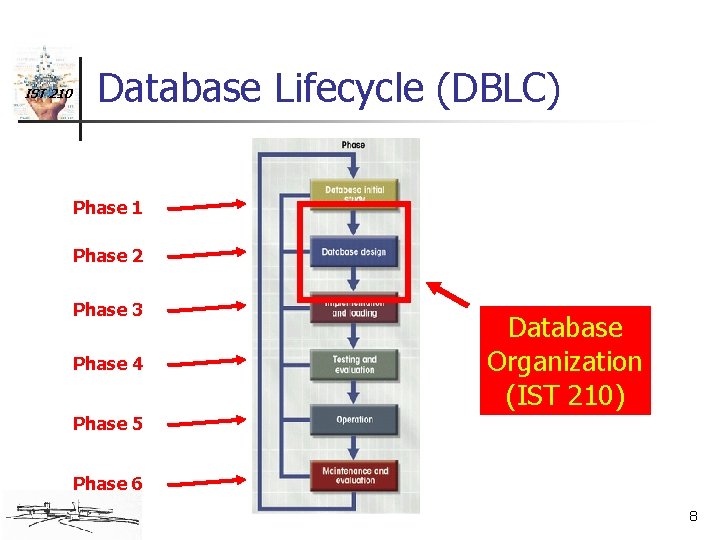 IST 210 Database Lifecycle (DBLC) Phase 1 Phase 2 Phase 3 Phase 4 Database