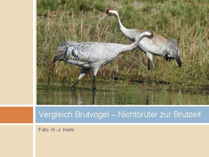 Vergleich Brutvogel – Nichtbrüter zur Brutzeit Foto: H. -J. Kelm 