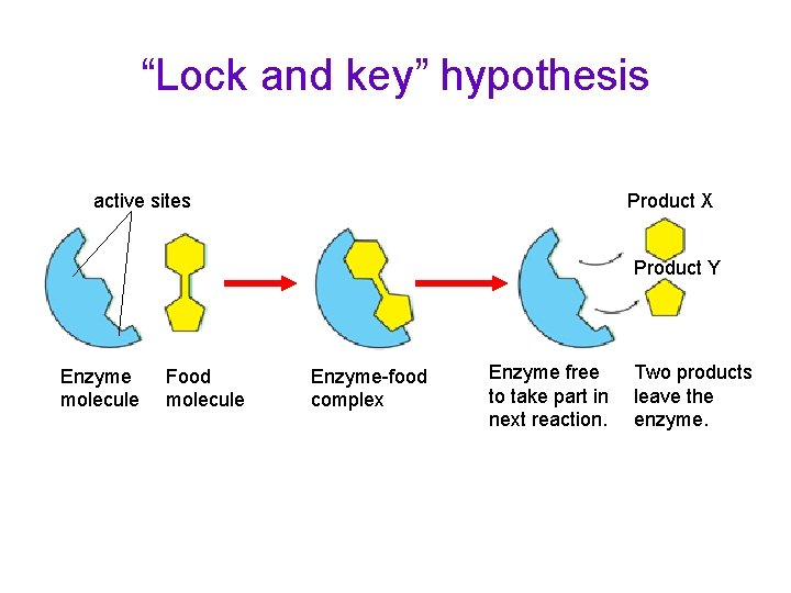 “Lock and key” hypothesis active sites Product X Product Y Enzyme molecule Food molecule