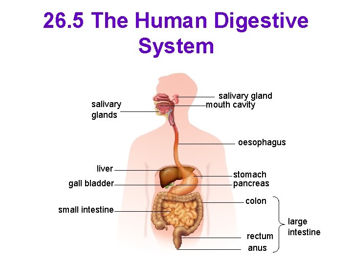 26. 5 The Human Digestive System salivary glands salivary gland mouth cavity oesophagus liver