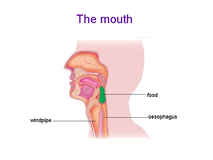The mouth food windpipe oesophagus 