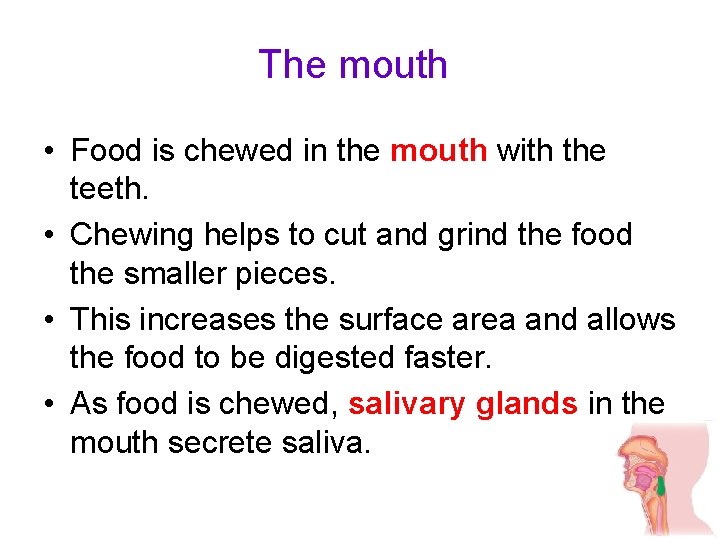 The mouth • Food is chewed in the mouth with the teeth. • Chewing