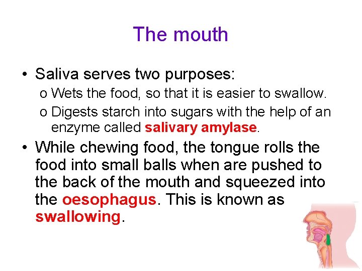The mouth • Saliva serves two purposes: o Wets the food, so that it