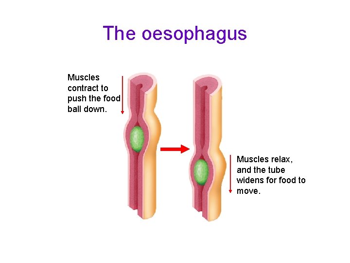 The oesophagus Muscles contract to push the food ball down. Muscles relax, and the