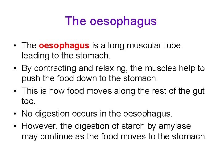 The oesophagus • The oesophagus is a long muscular tube leading to the stomach.