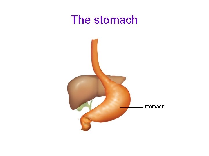The stomach 