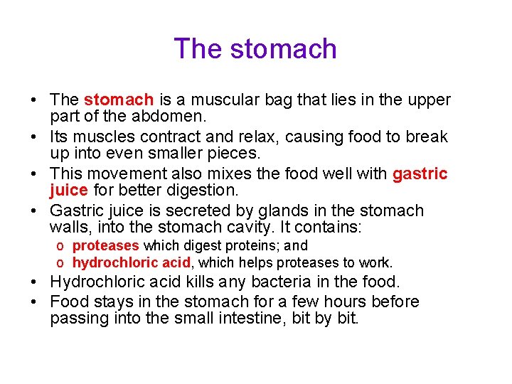 The stomach • The stomach is a muscular bag that lies in the upper