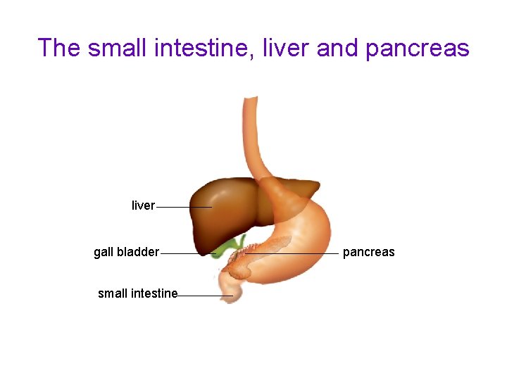 The small intestine, liver and pancreas liver gall bladder small intestine pancreas 