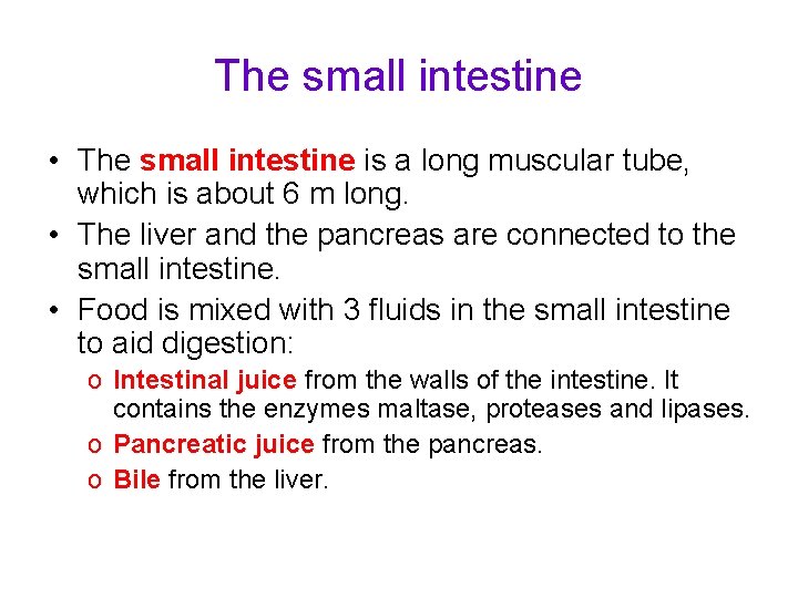 The small intestine • The small intestine is a long muscular tube, which is