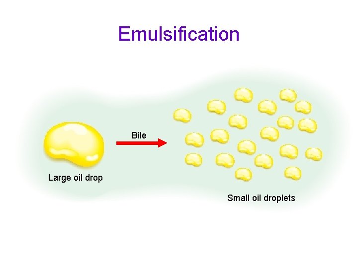 Emulsification Bile Large oil drop Small oil droplets 