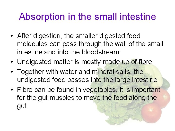 Absorption in the small intestine • After digestion, the smaller digested food molecules can