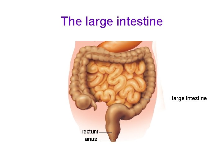 The large intestine rectum anus 