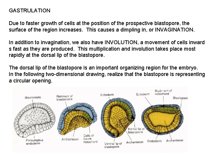 GASTRULATION Due to faster growth of cells at the position of the prospective blastopore,