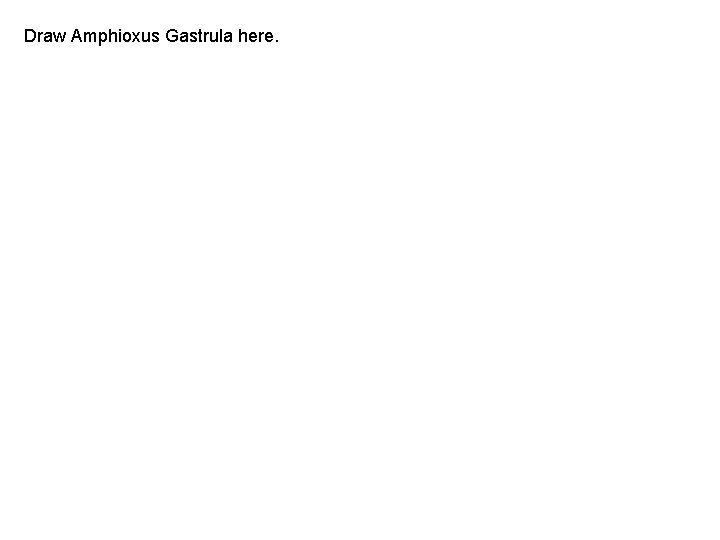 Draw Amphioxus Gastrula here. 