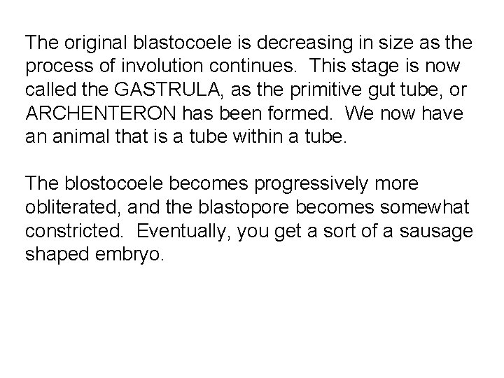 The original blastocoele is decreasing in size as the process of involution continues. This