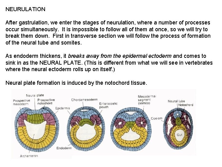 NEURULATION After gastrulation, we enter the stages of neurulation, where a number of processes